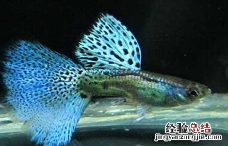 孔雀鱼吃什么饲料 孔雀鱼吃什么饲料比较好