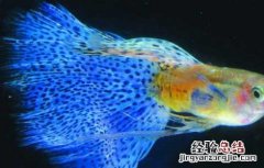 孔雀鱼的寿命有多长 孔雀鱼的寿命有多长啊