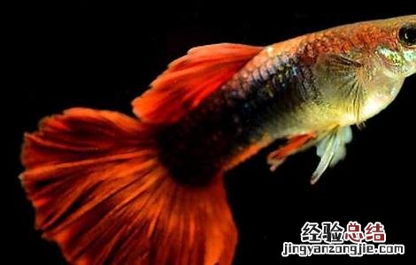 孔雀鱼的寿命有多长 孔雀鱼的寿命有多长啊
