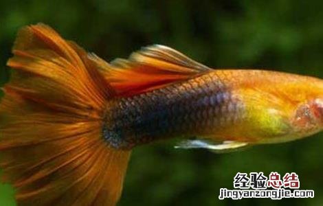 孔雀鱼的寿命有多长 孔雀鱼的寿命有多长啊