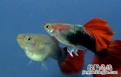 孔雀鱼生小鱼的前兆图解 孔雀鱼生小鱼的前兆