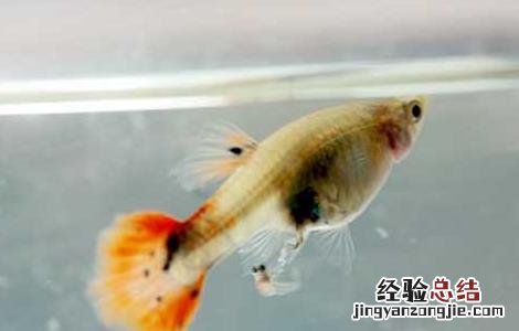 孔雀鱼生小鱼的前兆图解 孔雀鱼生小鱼的前兆