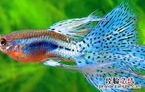 孔雀鱼的养殖方法 孔雀鱼的养殖方法和注意事项,世界上最凶残的鱼的照片