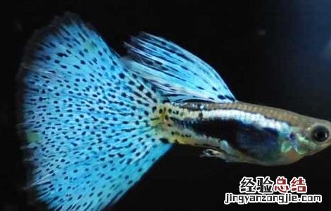孔雀鱼的养殖方法 孔雀鱼的养殖方法和注意事项,世界上最凶残的鱼的照片