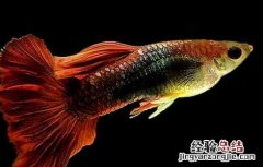孔雀鱼烂尾怎么办 孔雀鱼烂尾怎么办图片