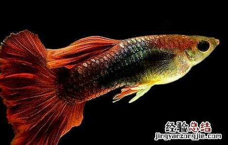 孔雀鱼烂尾怎么办 孔雀鱼烂尾怎么办图片