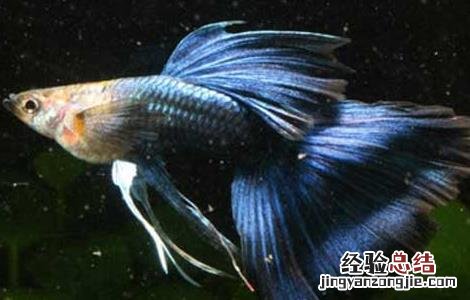 孔雀鱼烂尾怎么办 孔雀鱼烂尾怎么办图片