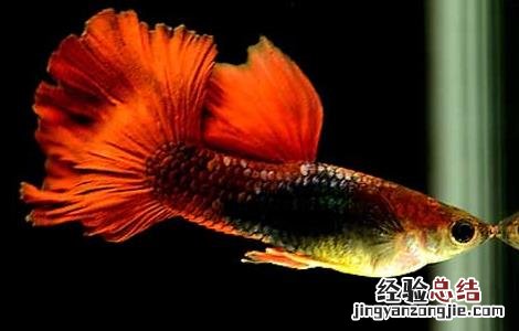 迷你孔雀鱼怎么分公母 孔雀鱼怎么分公母