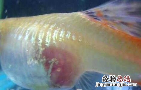 迷你孔雀鱼怎么分公母 孔雀鱼怎么分公母
