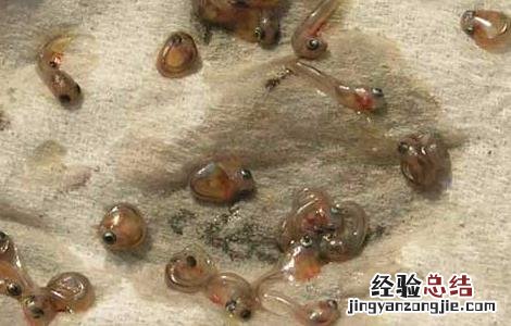 孔雀鱼难产怎么办 孔雀鱼难产的解决办法
