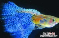孔雀鱼难产怎么办 孔雀鱼难产的解决办法