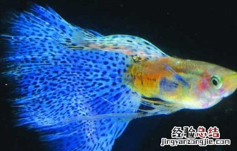 孔雀鱼难产怎么办 孔雀鱼难产的解决办法