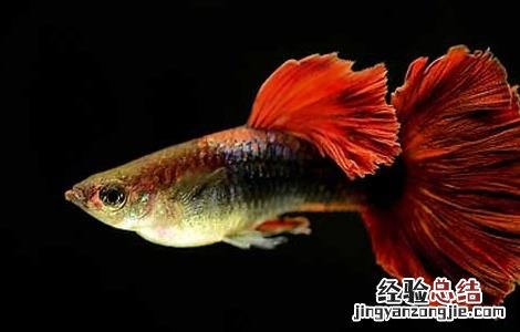 孔雀鱼难产怎么办 孔雀鱼难产的解决办法