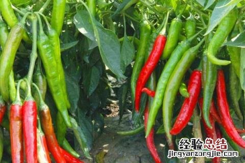 处暑收割的農作物有 处暑收割的農作物