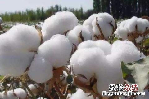 处暑收割的農作物有 处暑收割的農作物