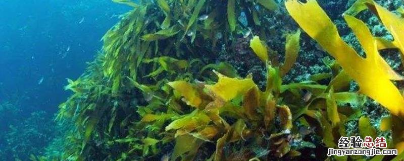 海澡肥的用法，和腐殖酸哪个好 海澡酸肥料作用