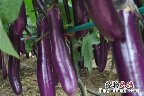 白露种什么農作物 白露种植什么作物