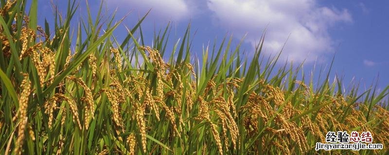 作物熟制划分区,作物熟制是什么意思