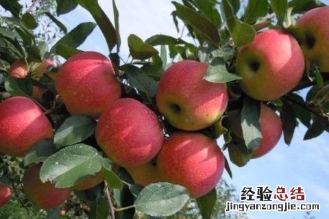 收集9种特色作物 特色作物哪些