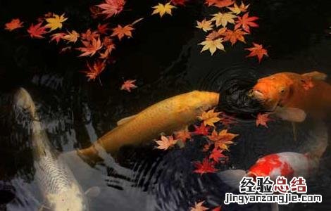 锦鲤吃什么食物能颜色更好看 锦鲤吃什么食物