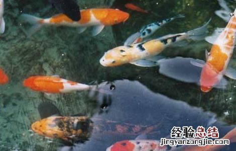 锦鲤吃什么食物能颜色更好看 锦鲤吃什么食物