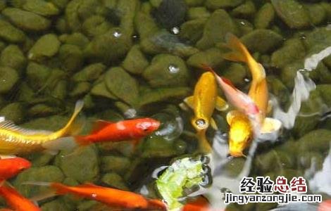 锦鲤吃什么食物能颜色更好看 锦鲤吃什么食物