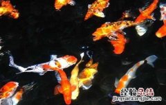 锦鲤白点病怎么治 锦鲤白点病怎么治最快