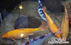 锦鲤的寿命有多长 锦鲤的寿命有多长时间
