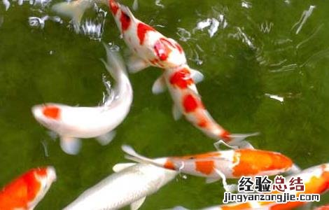 锦鲤的寿命有多长 锦鲤的寿命有多长时间
