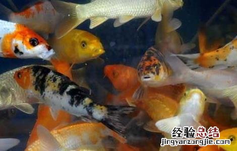 锦鲤的寿命有多长 锦鲤的寿命有多长时间