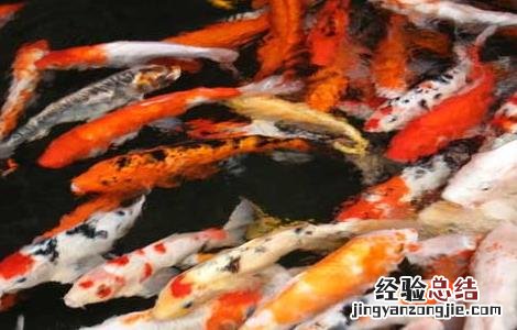 锦鲤的寿命有多长 锦鲤的寿命有多长时间