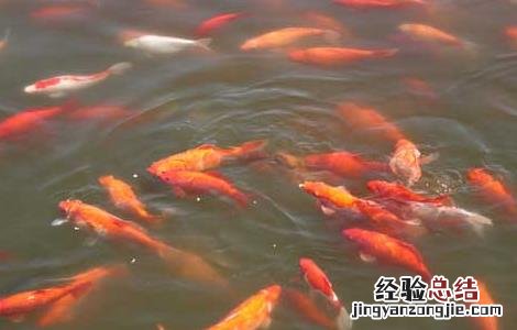 锦鲤的寿命有多长 锦鲤的寿命有多长时间