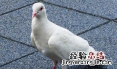 鸽子怎样放、保存时间长 鸽子的保存方法