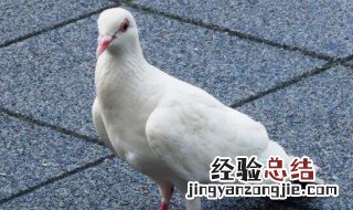 鸽子怎样放、保存时间长 鸽子的保存方法