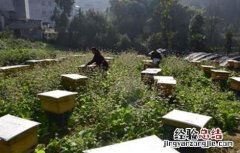 暖冬蜜蜂管理要点 暖冬蜜蜂管理要点是什么