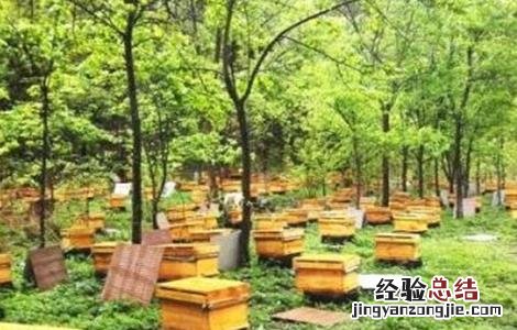 暖冬蜜蜂管理要点 暖冬蜜蜂管理要点是什么