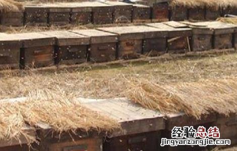 蜜蜂越冬注意事项 蜜蜂安全越冬措施