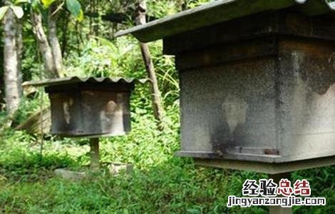 蜜蜂越冬注意事项 蜜蜂安全越冬措施