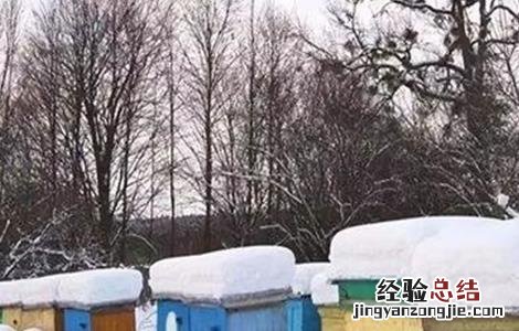 蜜蜂越冬注意事项 蜜蜂安全越冬措施