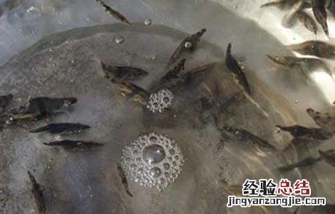 鳜鱼苗培育中注意事项? 鳜鱼苗种培育技术