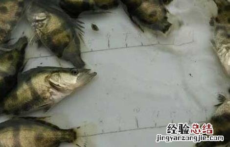 鳜鱼苗培育中注意事项? 鳜鱼苗种培育技术