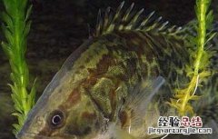 鳜鱼苗培育中注意事项? 鳜鱼苗种培育技术