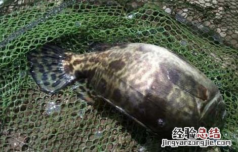 鳜鱼的生活习性 鳜鱼的特征