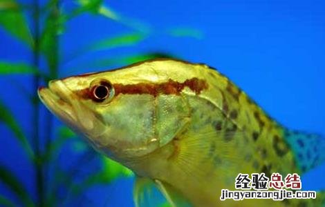 鳜鱼的生活习性 鳜鱼的特征