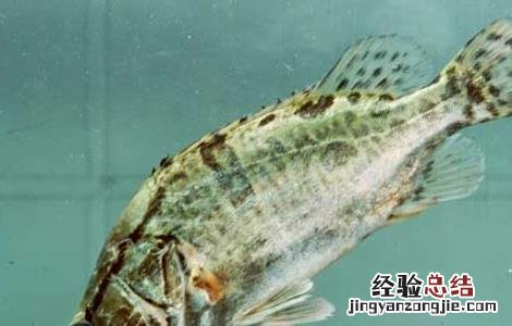 鳜鱼的生活习性 鳜鱼的特征