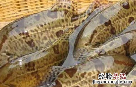 鳜鱼的生活习性 鳜鱼的特征