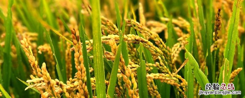 国标一级米有哪些稻种，和二级米有什么区别