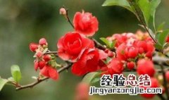 海棠花只开花不结果 海棠开花不结果怎么回事