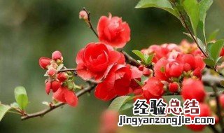 海棠花只开花不结果 海棠开花不结果怎么回事
