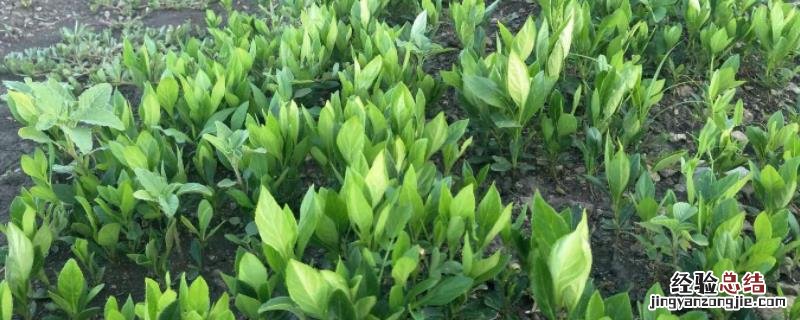 白鲜皮种植技术及亩收益,和野生的有何区别